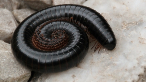 millipede coiled into a spiral