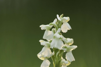 Green-winged Orchid (white form)
