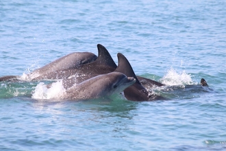 Bottlenose dolphins of Cardigan Bay 