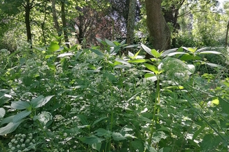A picture of the Wild Gardens in Roath, a dense understorey with a canopy of trees above