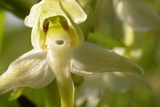 Image of a great butterly orchid