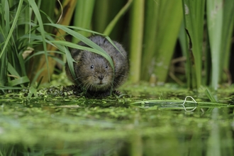 Water Vole feeding by river bank
