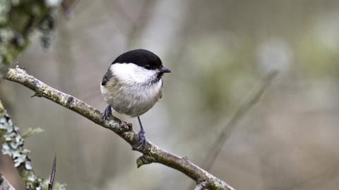 Willow tit on a tree branch