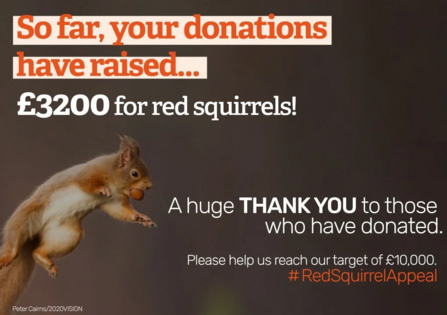 REd squirrel