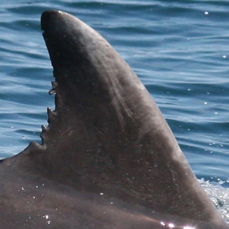 Cardigan Bay Dolphin