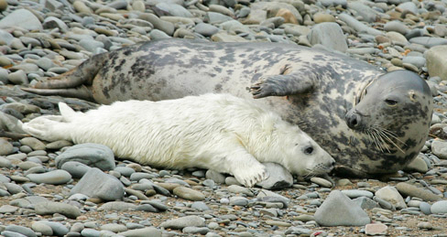 Grey Seal and pup