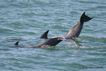 Bottlenose dolphins of Cardigan Bay 