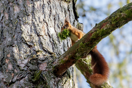 Red squirrel on a branch with moss in its mouth. 