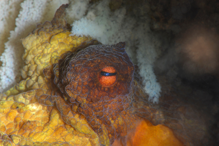 Close up of Common octopus guarding eggs. 