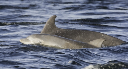 Bottlenose dolphin mother and calf breaking surface