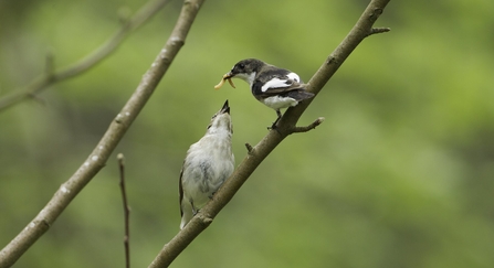 Pied Flycatcher feeding young