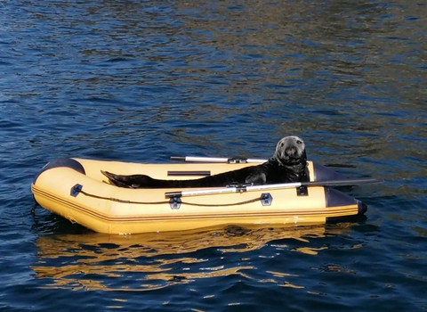 A Gret Seal in a yellow RIB in Martins Haven