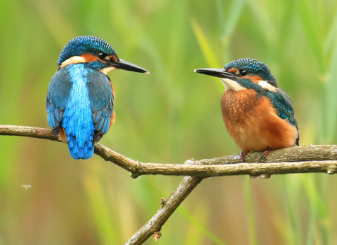 Pair of Kingfishers sitting on a tree branch