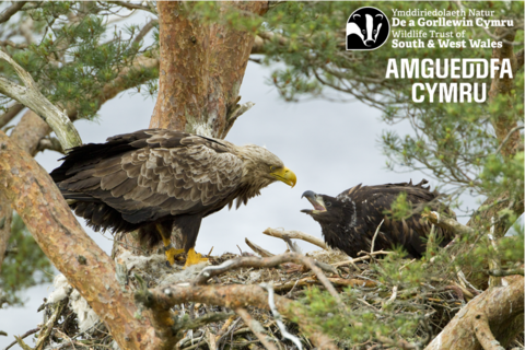White-tailed eagle (Haliaeetus albicilla), adult feeding chick at nest