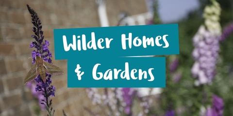Wilder Homes and Gardens. Elephant hawkmoth on flower in urban wildlife garden.