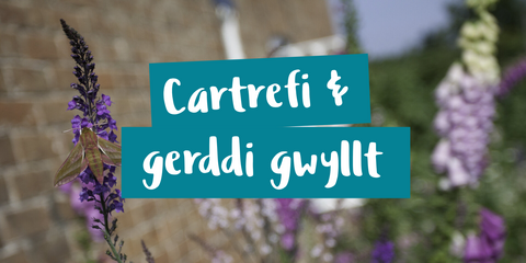 Cartrefi a gerddi gwyllt
