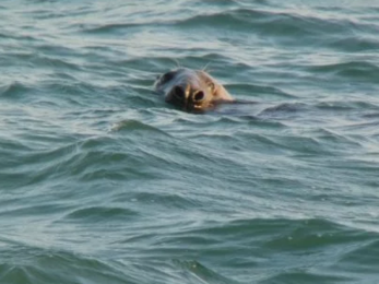 Seal sighting