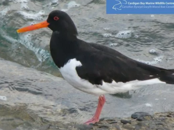 Oystercatcher