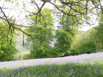 Vicarage Meadows