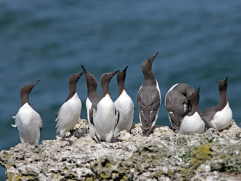 Colony of guillemots on cliff-top looking up