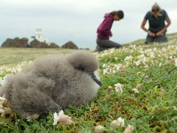 Skokholm volunteers and Manx Shearwater chick