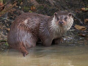 Eurasian otter pictured standing on the edge of water