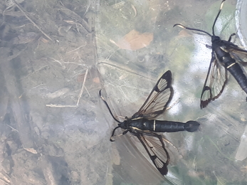 White-Barred Clearwing moth