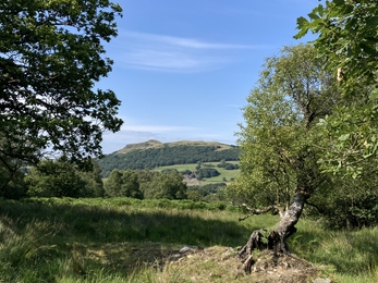 Trees with view to mountains