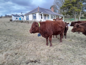A heard of Devon red cows with GPS collars at Allt Rhongyr. There is a white house behind the grassland.