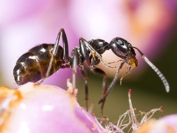 A Black Bog Ant on a pink flower. 
