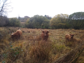 Three Highland cows in a marshy grassland Rhos Fullbrook.