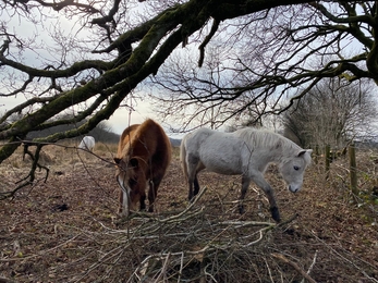 Two ponies grazing under a tree at Rhos Cefn Bryn.