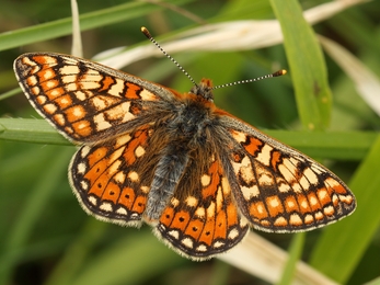 Marsh Fritillary butterfly. A brightly coloured butterfly, with a mosaic of orange, yellow, and brown markings on the upper surface of both the forewings and hindwings, which form distinct rows of the same colour. There is a prominent row of small black spots towards the outer edge of each hindwing.