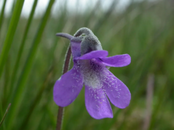 Singular purple flower with five petals on a long stem slightly drooped