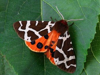 Large moth with brown-and white-patterned forewings, and bright red hindwings with four or five large black spots