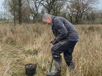 Volunteer planting a tree whip with spade