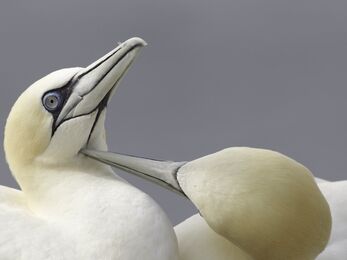 Gannet (Sula bassana) mutual preening