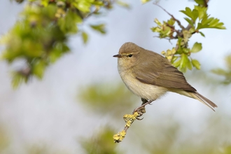 Chiffchaff