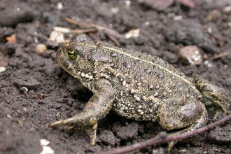 Natterjack Toad