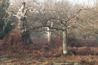 Lowland dry oak and birch wood