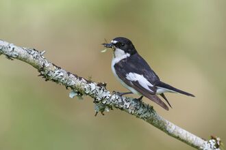 Pied flycatcher male