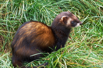 A polecat sat amongst tufts of grass in a field