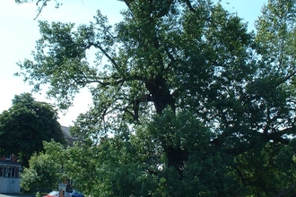 Black Poplar