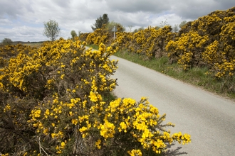 Gorse