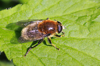 Narcissus Bulb Fly