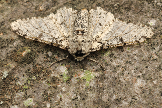 Peppered Moth