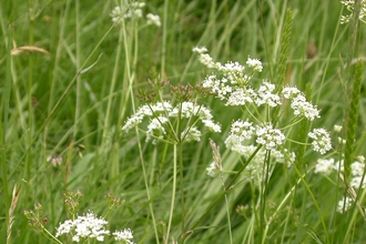 Pignut