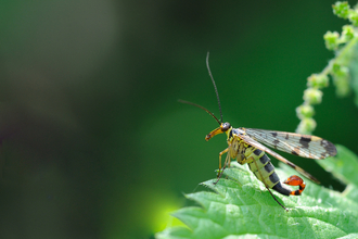 Scorpion Fly