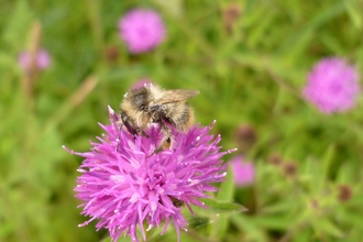 Shrill Carder Bee