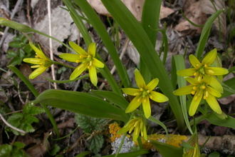 Yellow Star-of-Bethlehem